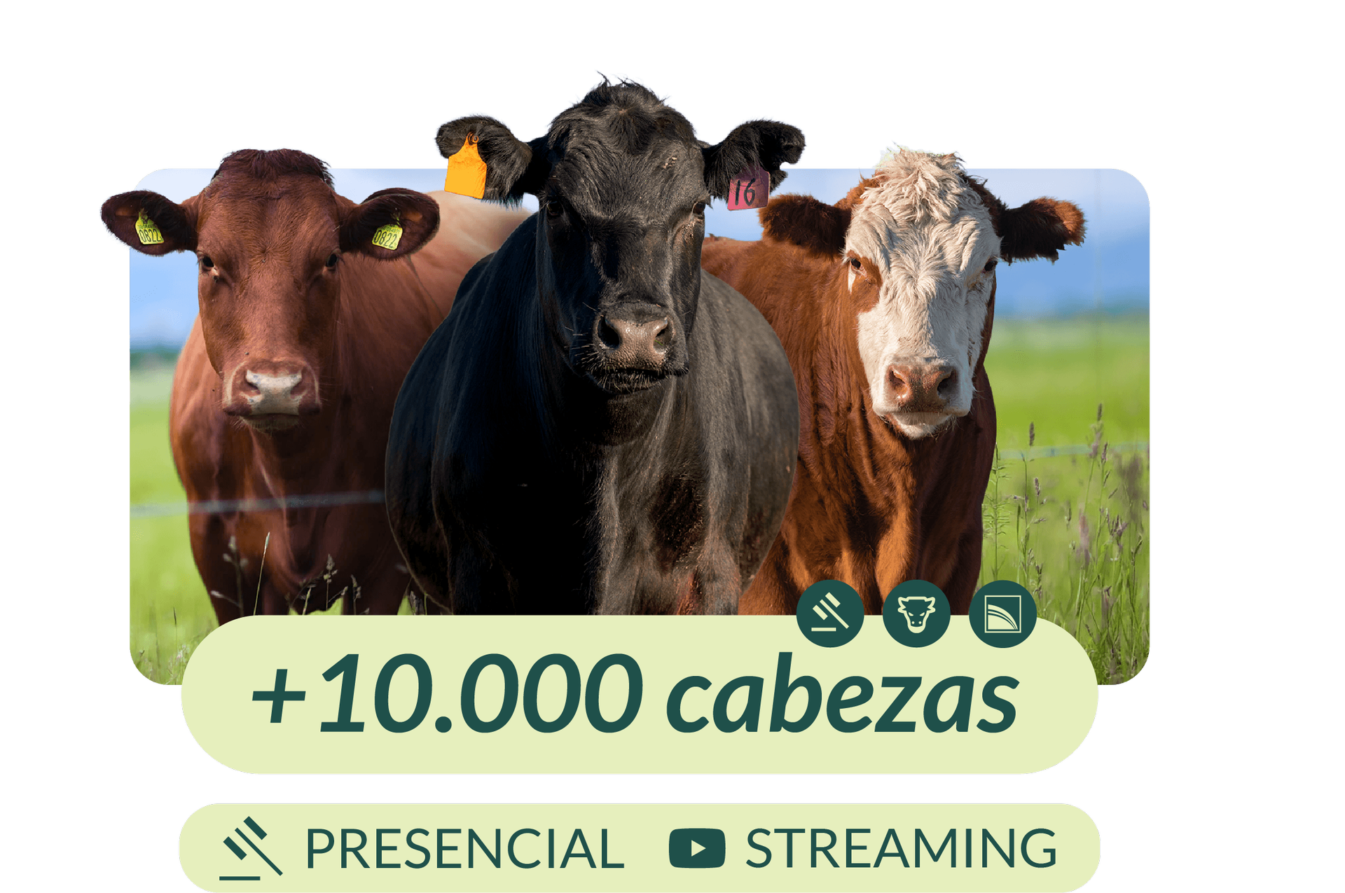 Remate 75 aniversario Header